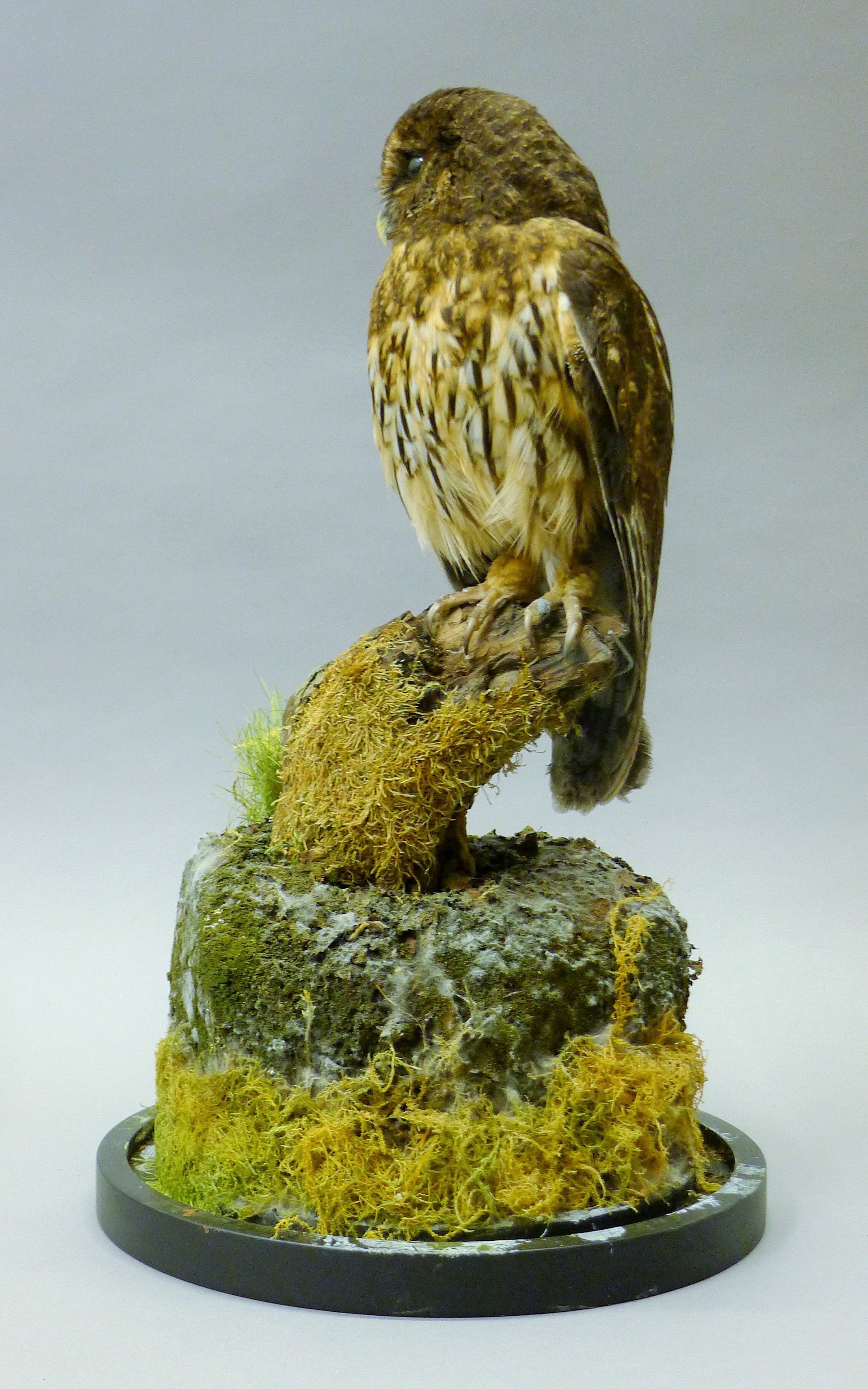 A taxidermy specimen of a preserved mottled owl (Strix virgata), mounted in a naturalistic setting, - Image 3 of 5