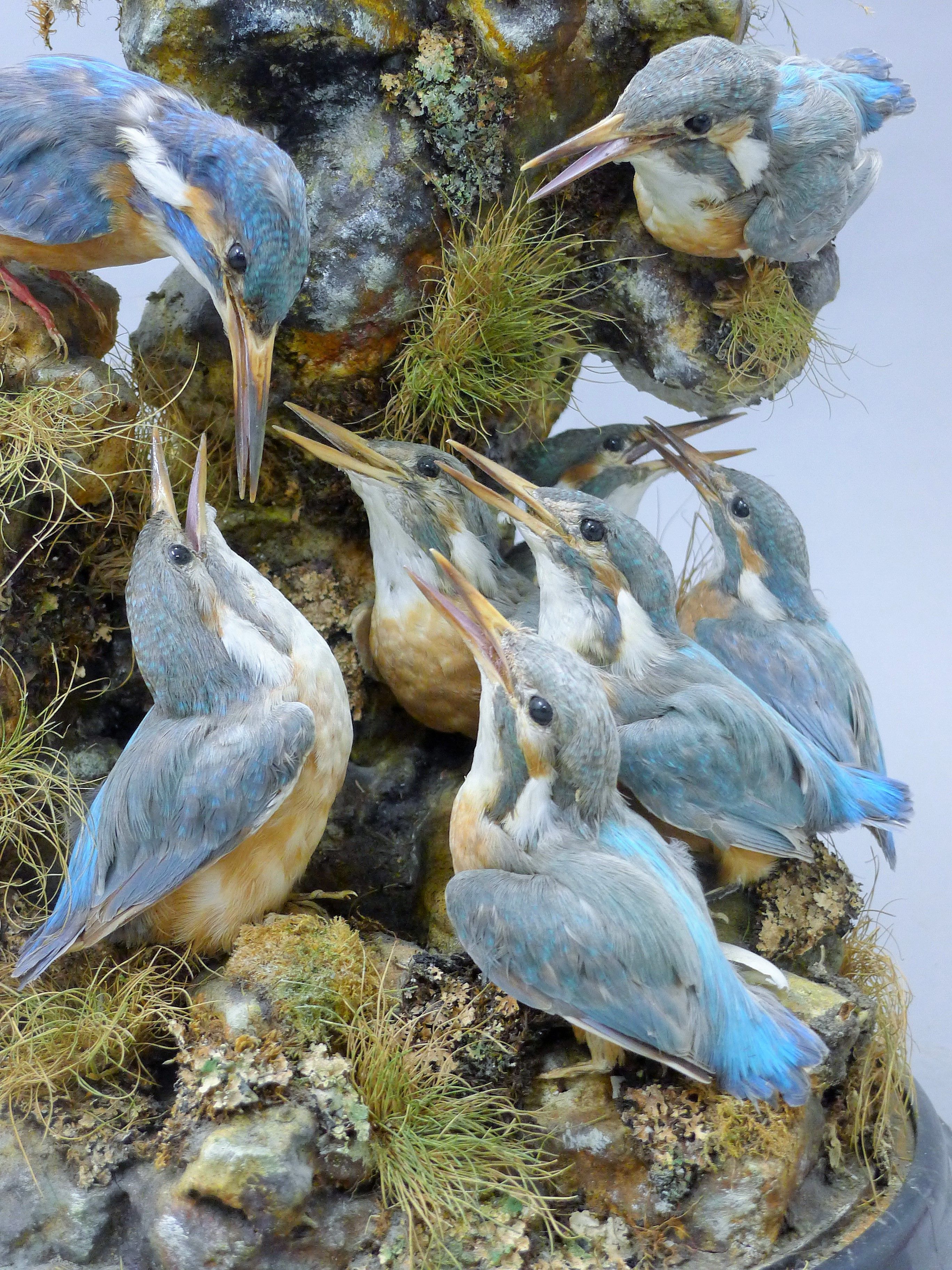 A taxidermy specimen of a preserved family of Common Kingfishers (Alcedo atthis) set in a - Image 3 of 3