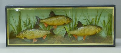 A taxidermy specimen of three preserved fish by Spicer, mounted in a naturalistic setting,