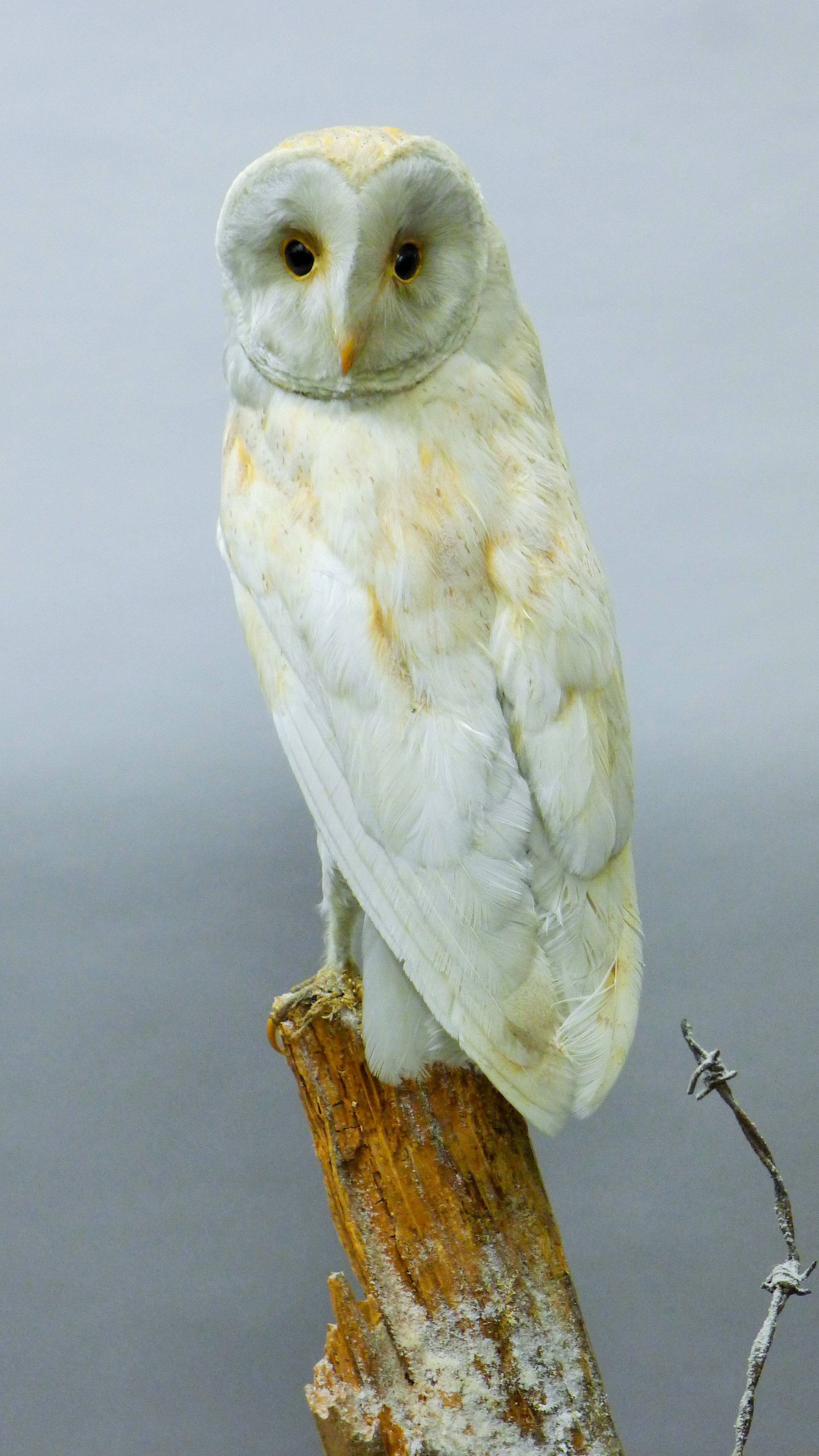 A Victorian taxidermy specimen of a preserved barn owl (Tyto alba), remounted on a post. - Image 2 of 3