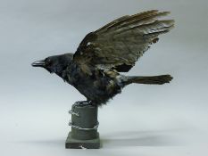 A taxidermy specimen of a preserved crow (Corvus corone) with out-spread wings mounted on a fence.