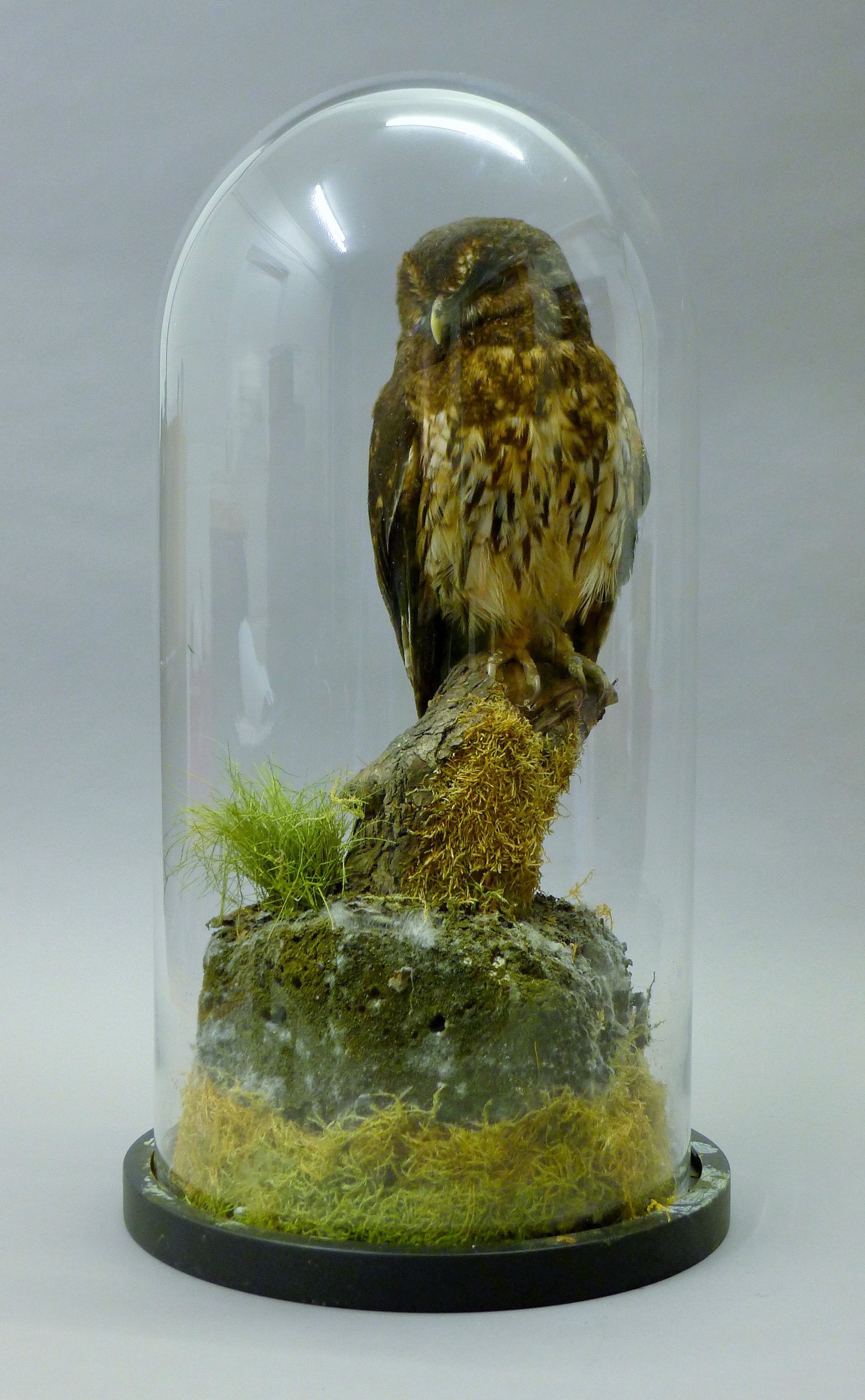 A taxidermy specimen of a preserved mottled owl (Strix virgata), mounted in a naturalistic setting,