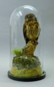 A taxidermy specimen of a preserved mottled owl (Strix virgata), mounted in a naturalistic setting,
