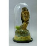 A taxidermy specimen of a preserved mottled owl (Strix virgata), mounted in a naturalistic setting,