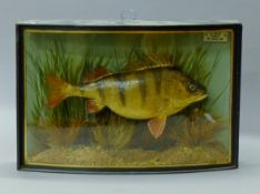 A taxidermy specimen of a preserved perch (Perca fluviatilis) by W F Homer mounted in a