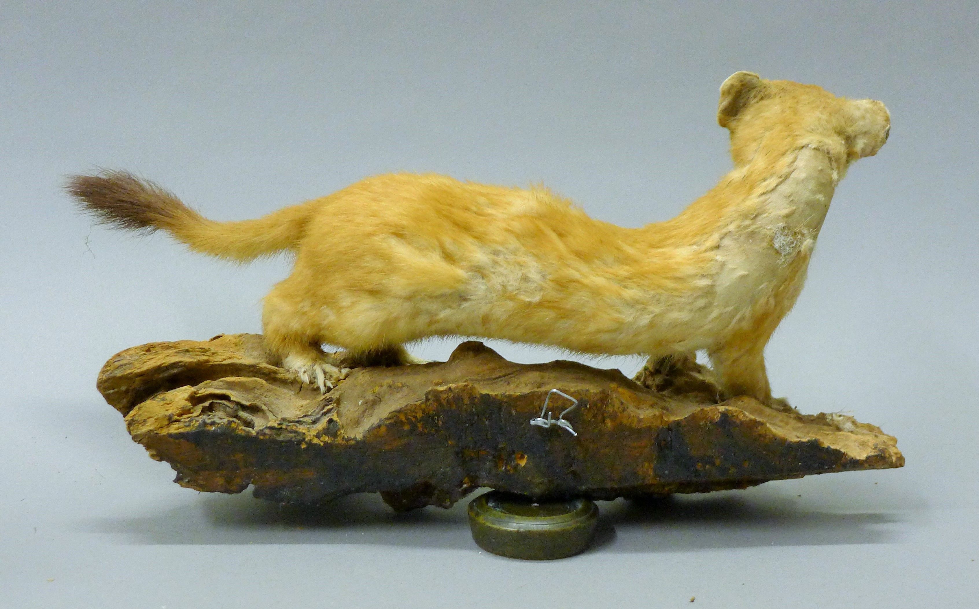 A taxidermy specimen of a preserved stoat (Mustela erminea) and a ferret (Mustela putorius furo). - Image 5 of 5