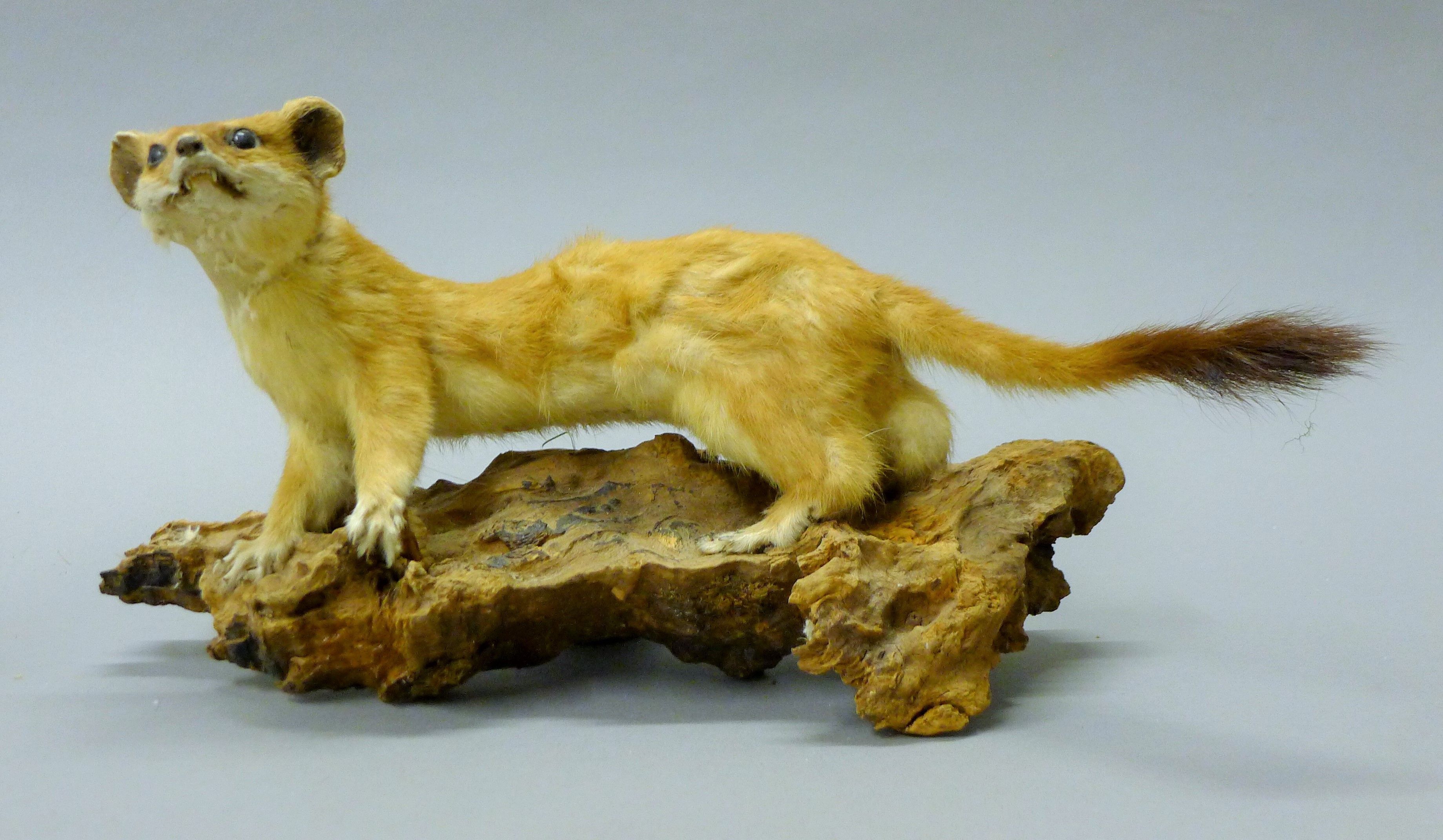 A taxidermy specimen of a preserved stoat (Mustela erminea) and a ferret (Mustela putorius furo). - Image 4 of 5