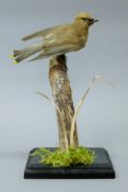 A taxidermy specimen of a preserved cedar waxwing (Bombycilla cedrorum), mounted on a twig,