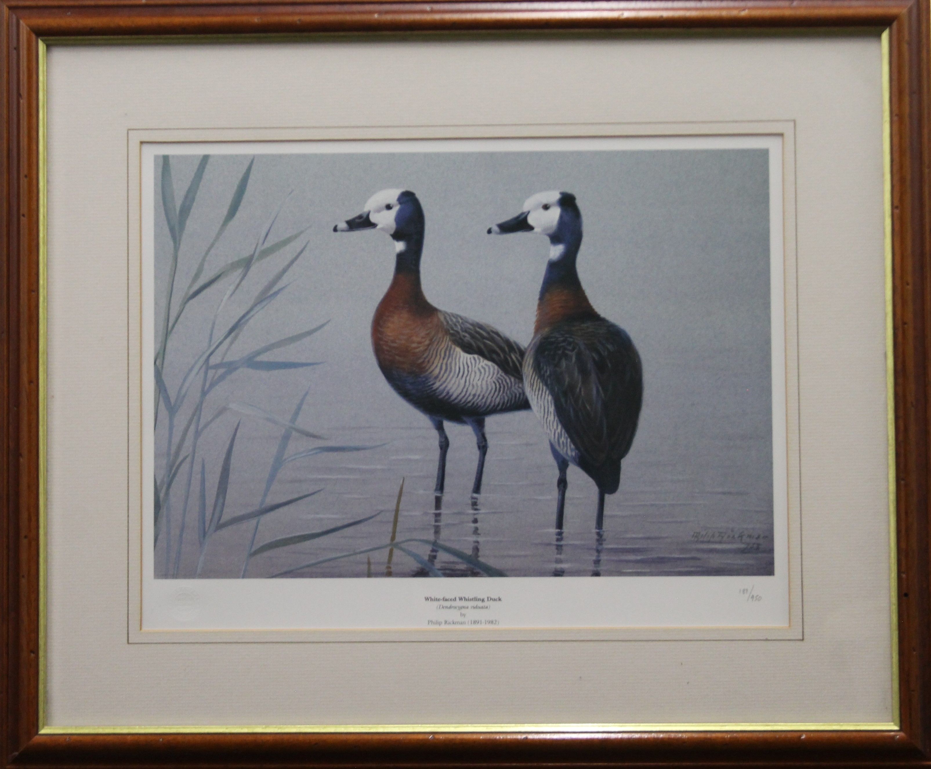 Two limited edition prints of ducks (Smew and White Faced Whistling Ducks) and two other prints, - Image 4 of 8