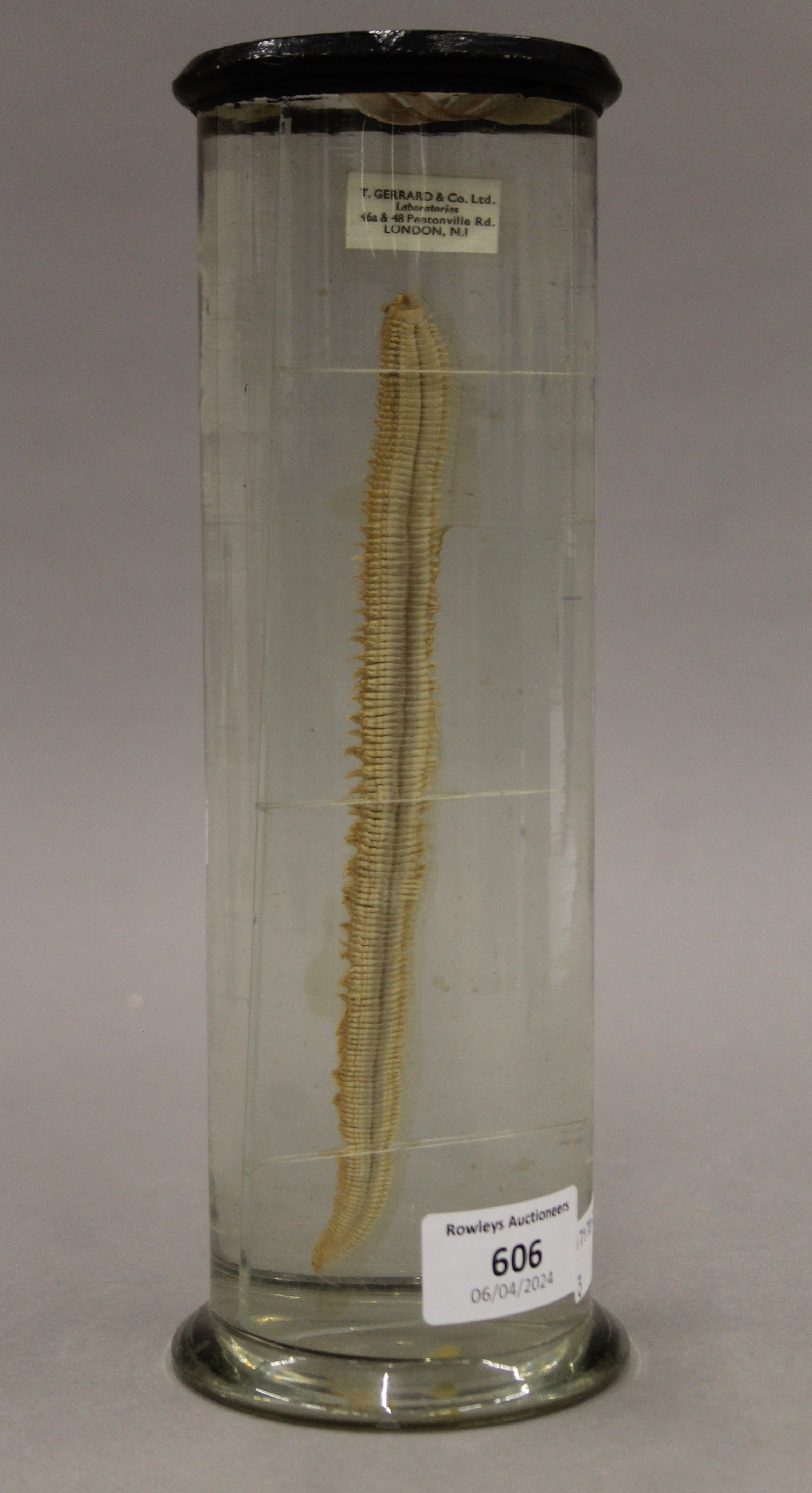 A jar containing a marine worm specimen in preservative fluid. 25 cm high. - Image 3 of 4