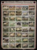 A poster of British Sheep Breeds. 61 x 86 cm.