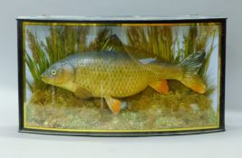 A cast model of a carp (Cyprinus carpio) mounted in a naturalistic setting in a wooden and gilt