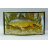 A cast model of a carp (Cyprinus carpio) mounted in a naturalistic setting in a wooden and gilt