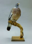 A taxidermy specimen of a preserved wood pigeon (Columba palumbus) mounted on a twig and wooden