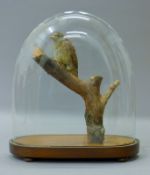 A taxidermy specimen of a preserved wryneck (Jynx torquilla) mounted on a wooden branch under a