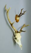Two pairs of antlers, red deer (Cervus elaphus) and roe deer (Capreolus capreolus).