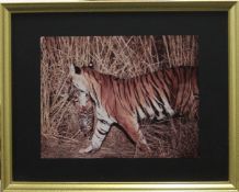 Tiger carrying cub, photographic print,