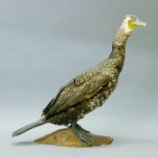 A taxidermy specimen of a preserved cormorant (Phalacrocorax carbo) mounted on a piece of driftwood.