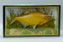 A taxidermy specimen of a preserved bream (Abramis brama) by W F Homer mounted in a naturalistic
