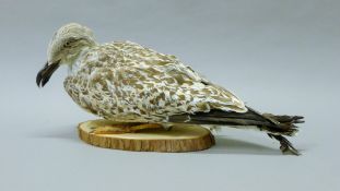 A taxidermy specimen of a preserved immature lesser black-backed gull (Larus fuscus) on a wooden