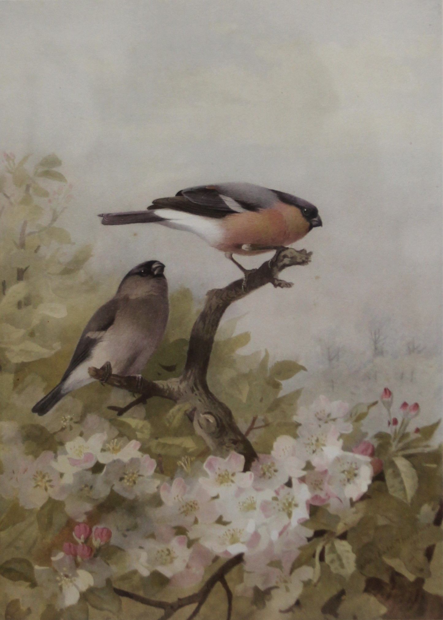 ARCHIBALD THORBURN, Birds amongst Blossom, print, signed in pencil to the margin, framed and glazed.