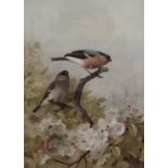 ARCHIBALD THORBURN, Birds amongst Blossom, print, signed in pencil to the margin, framed and glazed.