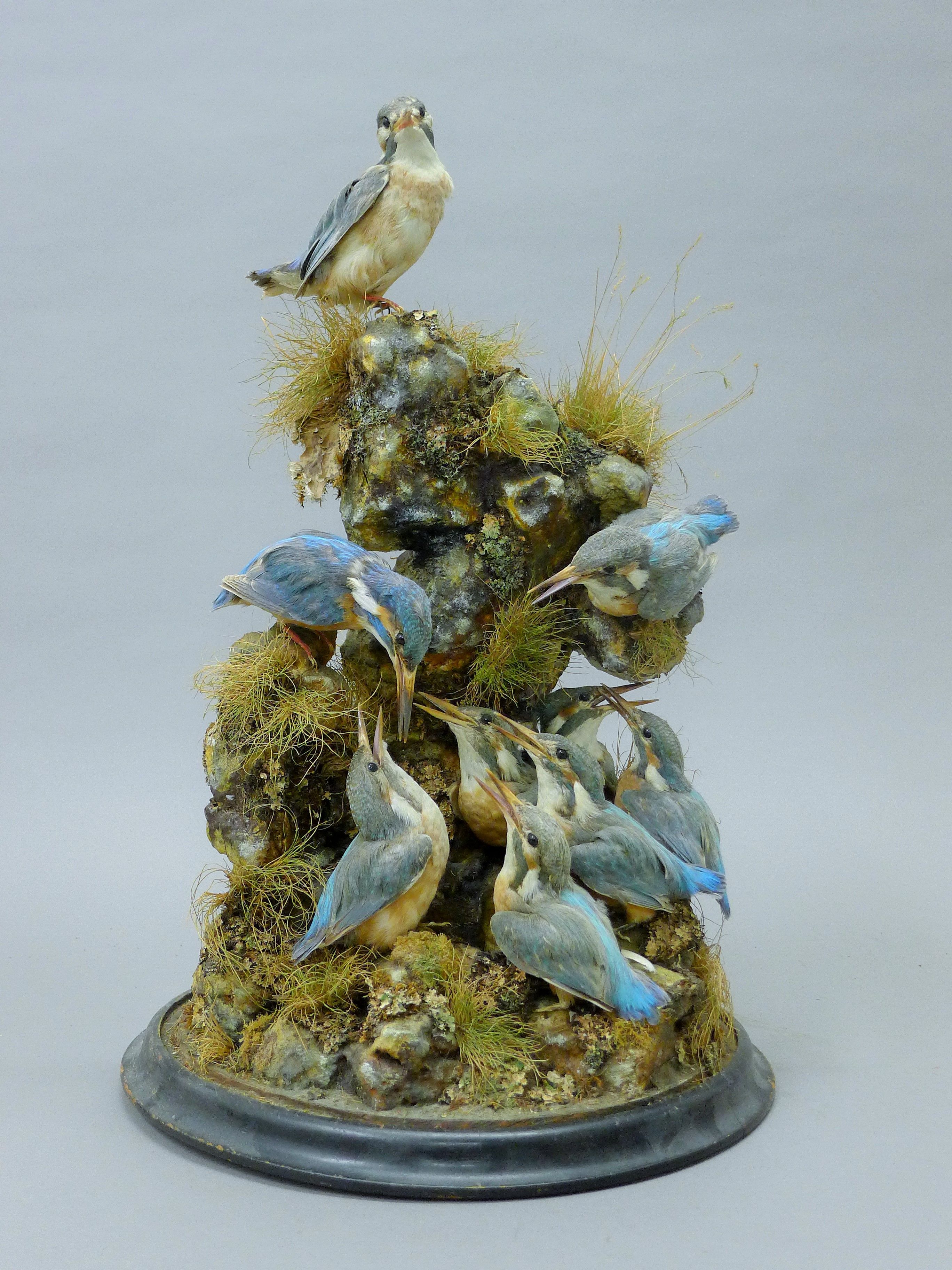 A taxidermy specimen of a preserved family of Common Kingfishers (Alcedo atthis) set in a - Image 2 of 3