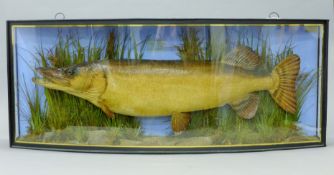 A taxidermy specimen of a preserved Pike (Esox lucius) by J Cooper and Son mounted in a
