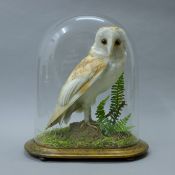 A Victorian taxidermy specimen of a preserved barn owl (Tyto alba) remounted in a naturalistic