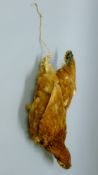 A taxidermy specimen of a preserved hanging cockerel (Gallus gallus domestica). 52 cm long.