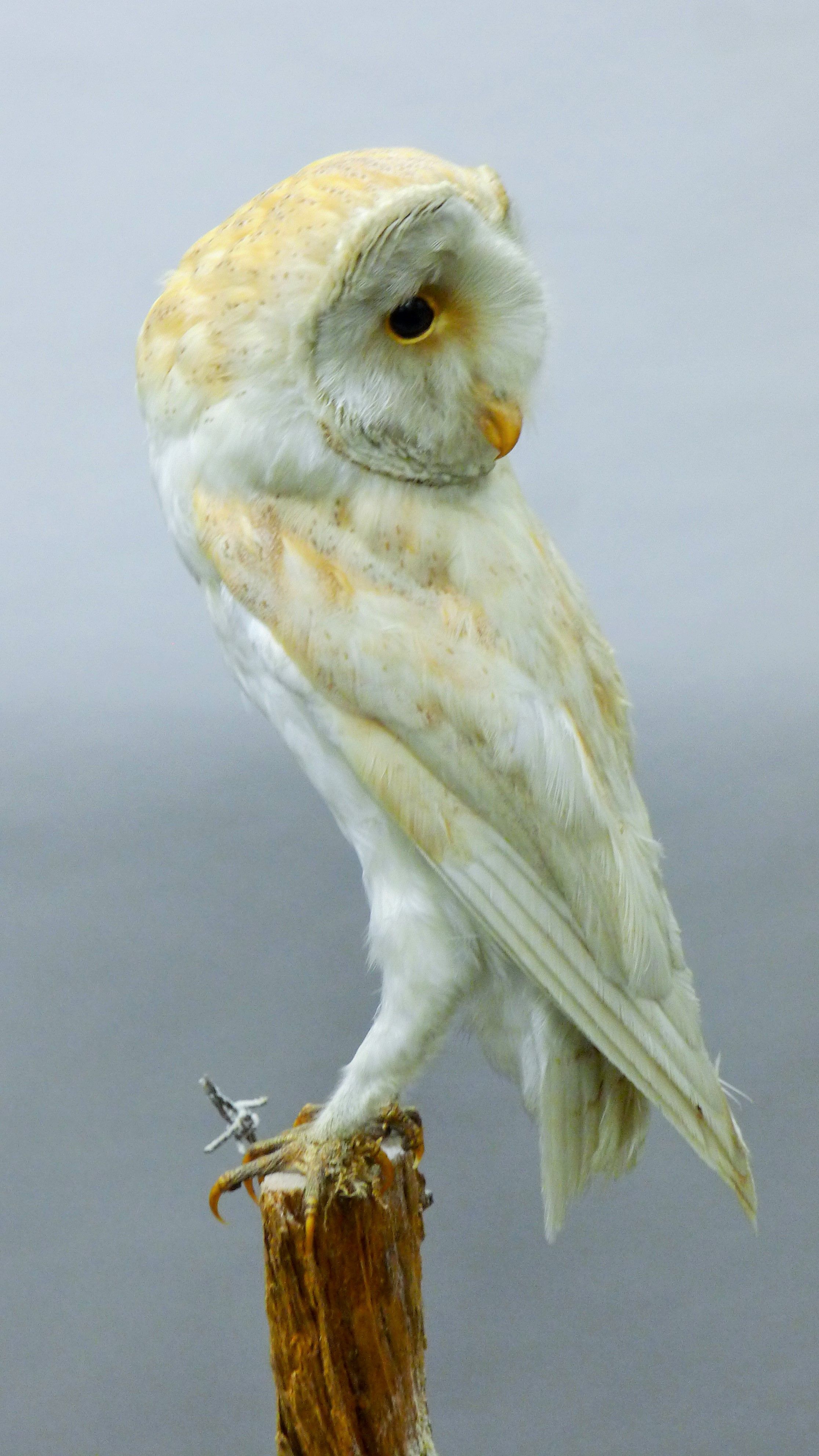 A Victorian taxidermy specimen of a preserved barn owl (Tyto alba), remounted on a post. - Image 3 of 3