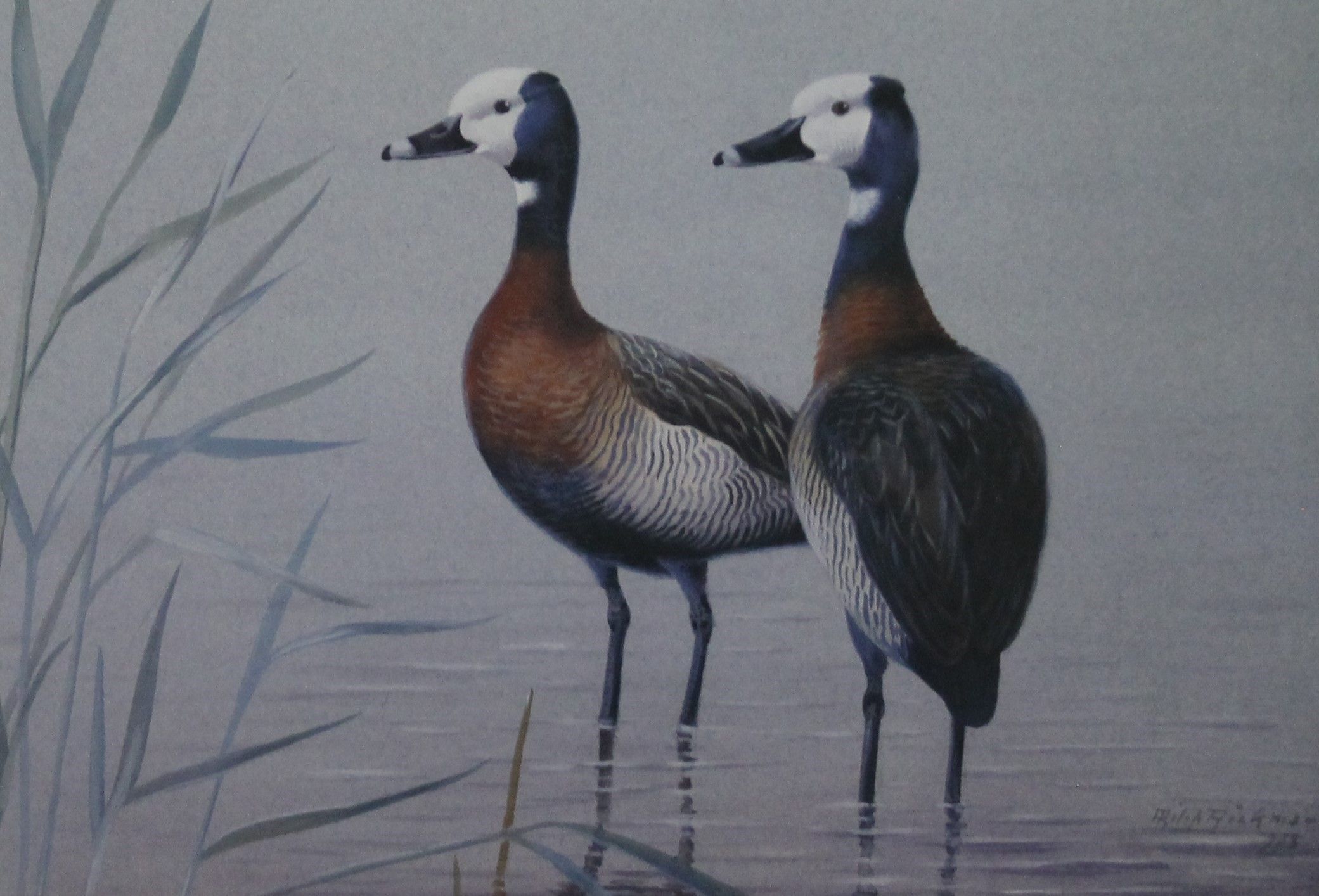 Two limited edition prints of ducks (Smew and White Faced Whistling Ducks) and two other prints, - Image 3 of 8