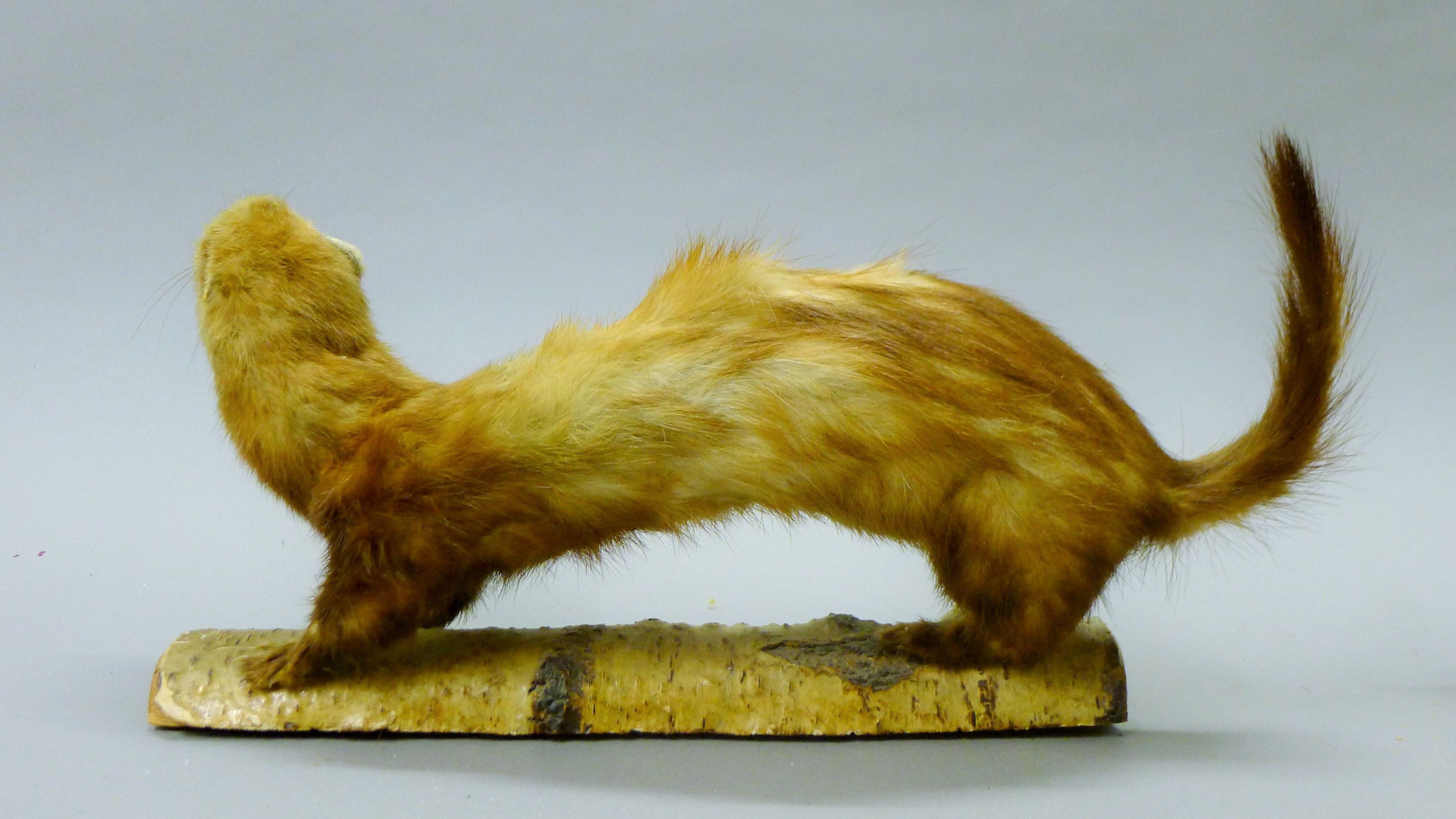 A taxidermy specimen of a preserved stoat (Mustela erminea) and a ferret (Mustela putorius furo). - Image 3 of 5