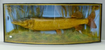 A taxidermy specimen of a preserved pike (Esox lucius) by J Cooper and Sons mounted in a