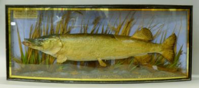 A taxidermy specimen of a preserved pike (Esox lucius) by Spicer of Birmingham mounted in a