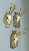 Three roe deer mounted trophy skulls, two bearing an inscribed brass plaque.