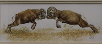 PRISCILLA BARRETT, two big horn sheep fighting, watercolour, framed and glazed. 34.5 x 13 cm.