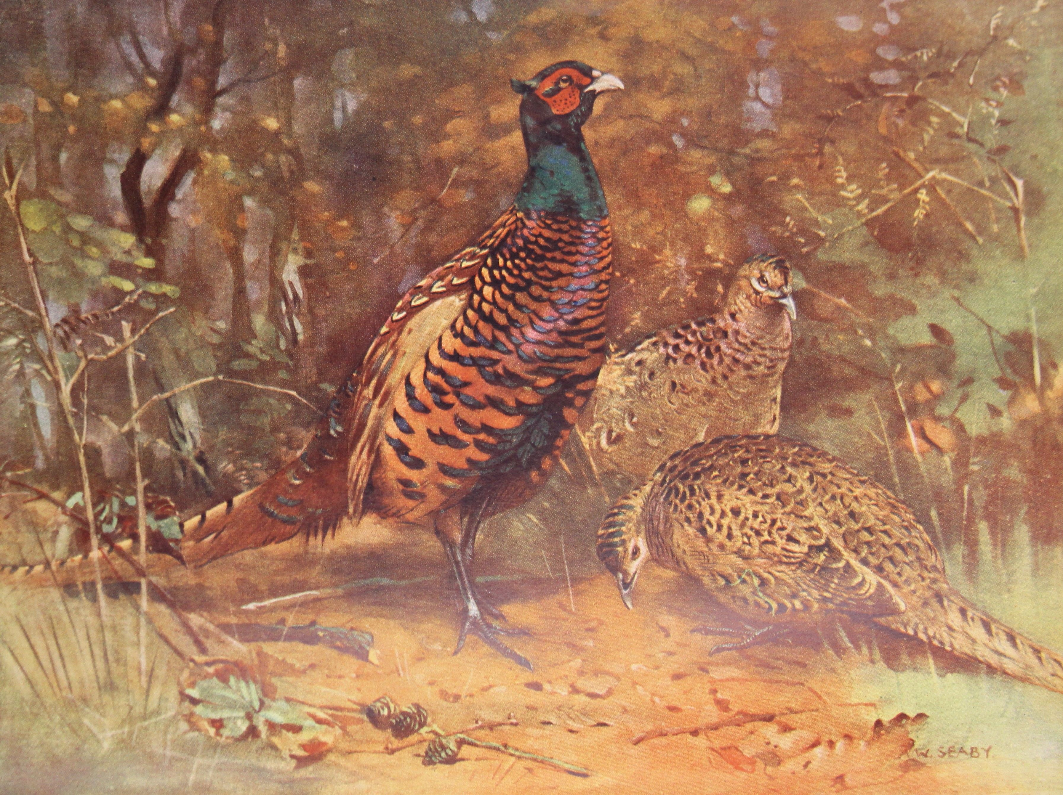 British and American Game-Birds by H B Pollard and illustrated by Philip Rickman; - Image 11 of 11