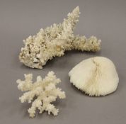 Three coral specimens. The largest 20 cm long.