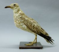 A taxidermy specimen of a preserved immature herring gull (Larus argentatus) mounted on a simple