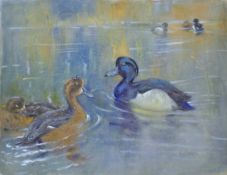 SEABY, ALLEN WILLIAM (1867-1953) British, Tufted Ducks, gouache on linen, signed. 37 cm x 50 cm.