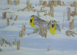 JONSSON, LARS (born 1952) Swedish (AR), After the Blizzard - Western Meadowlarks, print,