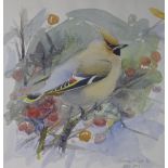 DALY, DAVID (20th century) British (AR), Waxwing, watercolour, signed. 23 cm x 21 cm.