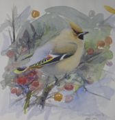 DALY, DAVID (20th century) British (AR), Waxwing, watercolour, signed. 23 cm x 21 cm.