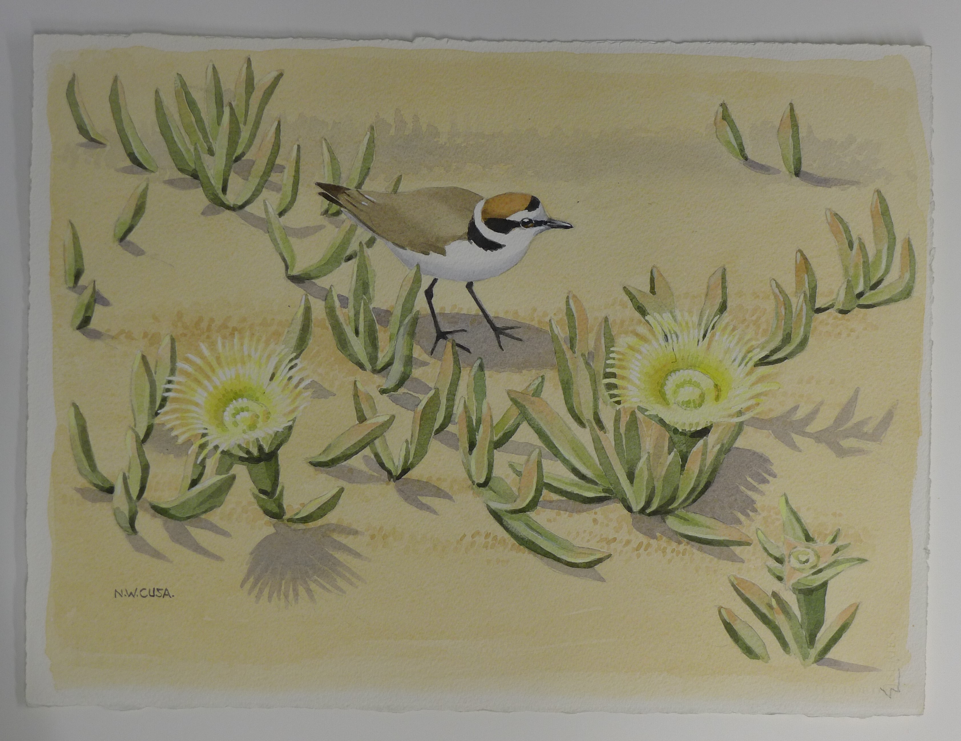 CUSA, NOEL (1909-1990) British (AR), Kentish Plover, watercolour, signed. 25 cm x 35 cm. - Image 2 of 3