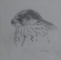 BOYER, TREVOR (born 1948) British (AR), Gyr Falcon, pencil, signed. 17 cm x 17 cm.