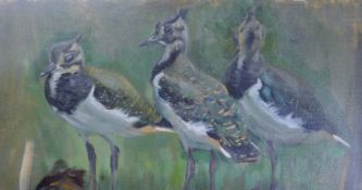 SEABY, ALLEN WILLIAM (1867-1953) British, Lapwing Chicks, gouache on board. 11 cm x 38 cm.