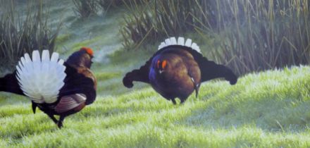 ROSE, CHRIS (born 1959) British (AR), Black Grouse Fighting, print, numbered 130 of 450, signed.