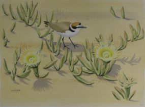 CUSA, NOEL (1909-1990) British (AR), Kentish Plover, watercolour, signed. 25 cm x 35 cm.