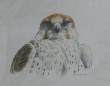 BOYER, TREVOR (born 1948) British (AR), Lanner Falcon, watercolour on board, signed. 13 cm x 17 cm.